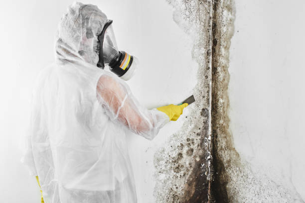 Best Mold Cleaning Services  in Newman, CA