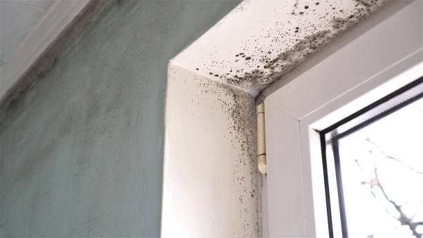 Best Black Mold Removal  in Newman, CA