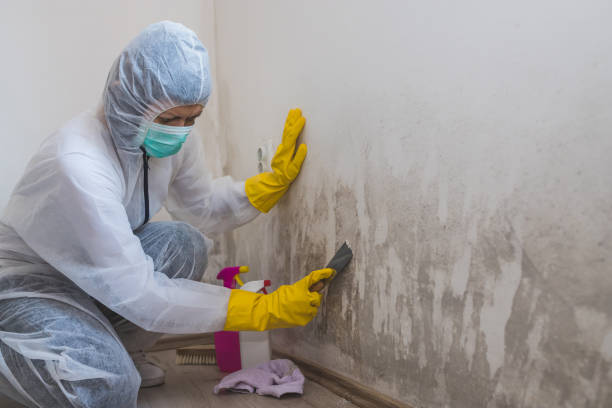 Best Certified Mold Removal  in Newman, CA