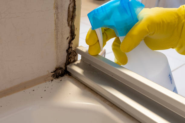 Best Local Mold Removal Service  in Newman, CA