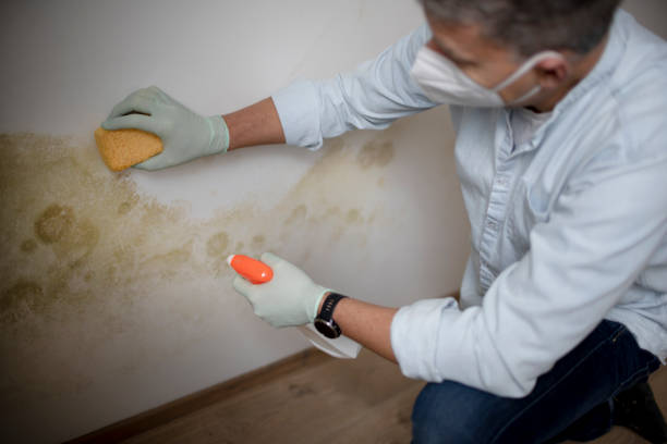 Professional Mold Removal in Newman, CA