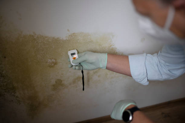 Best Fast Mold Removal  in Newman, CA