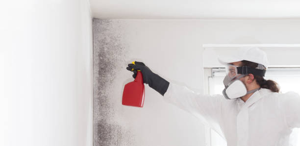 Best Best Mold Removal Companies  in Newman, CA