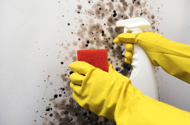 Best Home Mold Removal  in Newman, CA