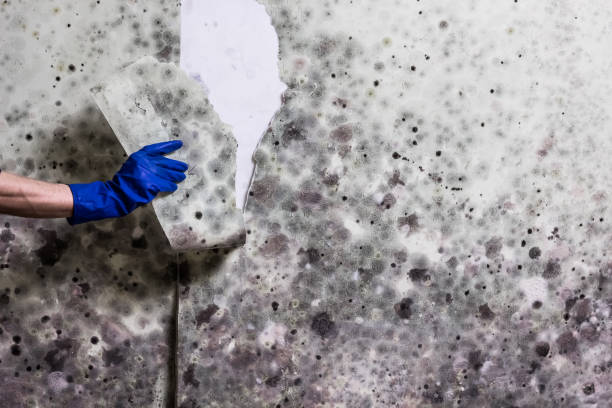 Home Mold Removal in Newman, CA