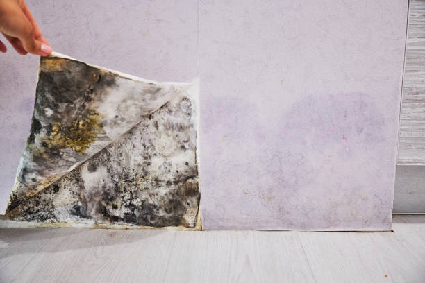 Best Commercial Mold Removal  in Newman, CA